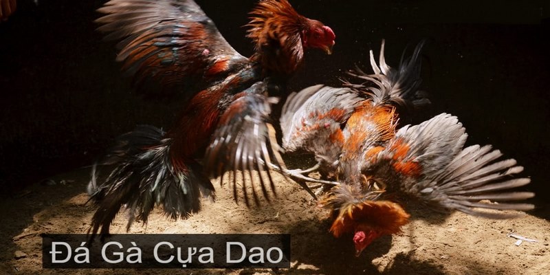 Luật chơi đá gà cựa dao